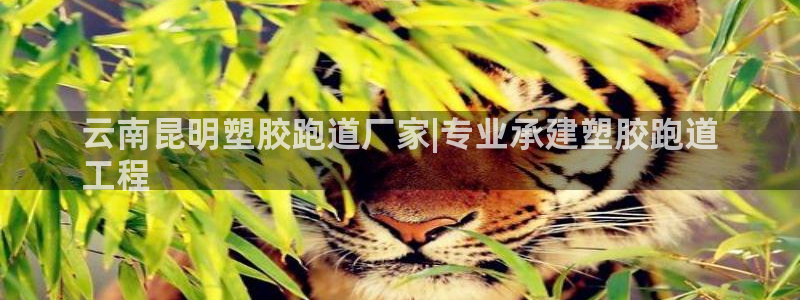尊龙凯时网娱乐官网：云南昆明塑胶跑道厂家|专业承建塑胶跑道
