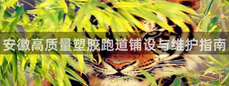 尊龙凯时ag旗舰厅：安徽高质量塑胶跑道铺设与维护指南
